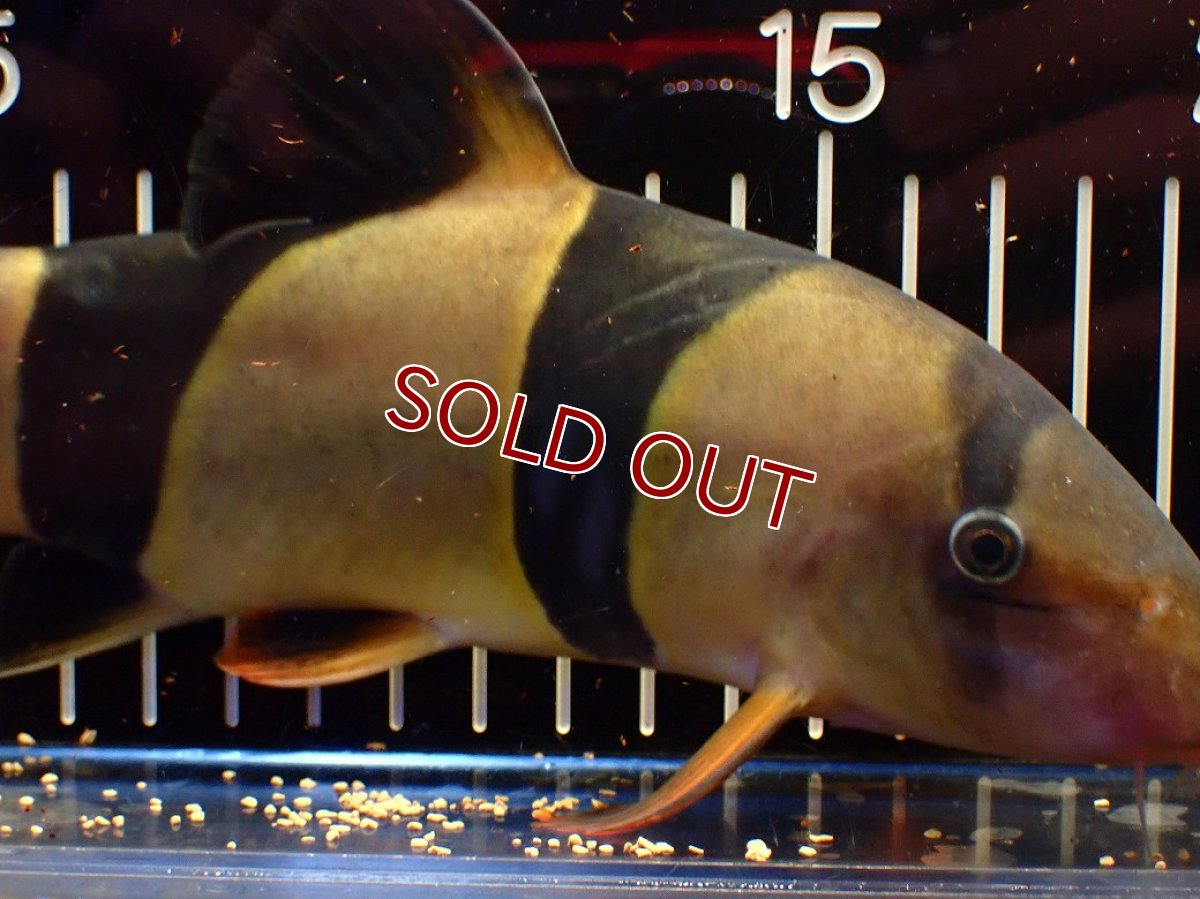 画像3: 【10%OFF対象商品30周年セール】【淡水魚】【通販】今回限定爆安 激レアサイズ 特大 No2 クラウンローチ【個体販売】(±21cm)(大型魚)(生体)(熱帯魚)NKO (3)