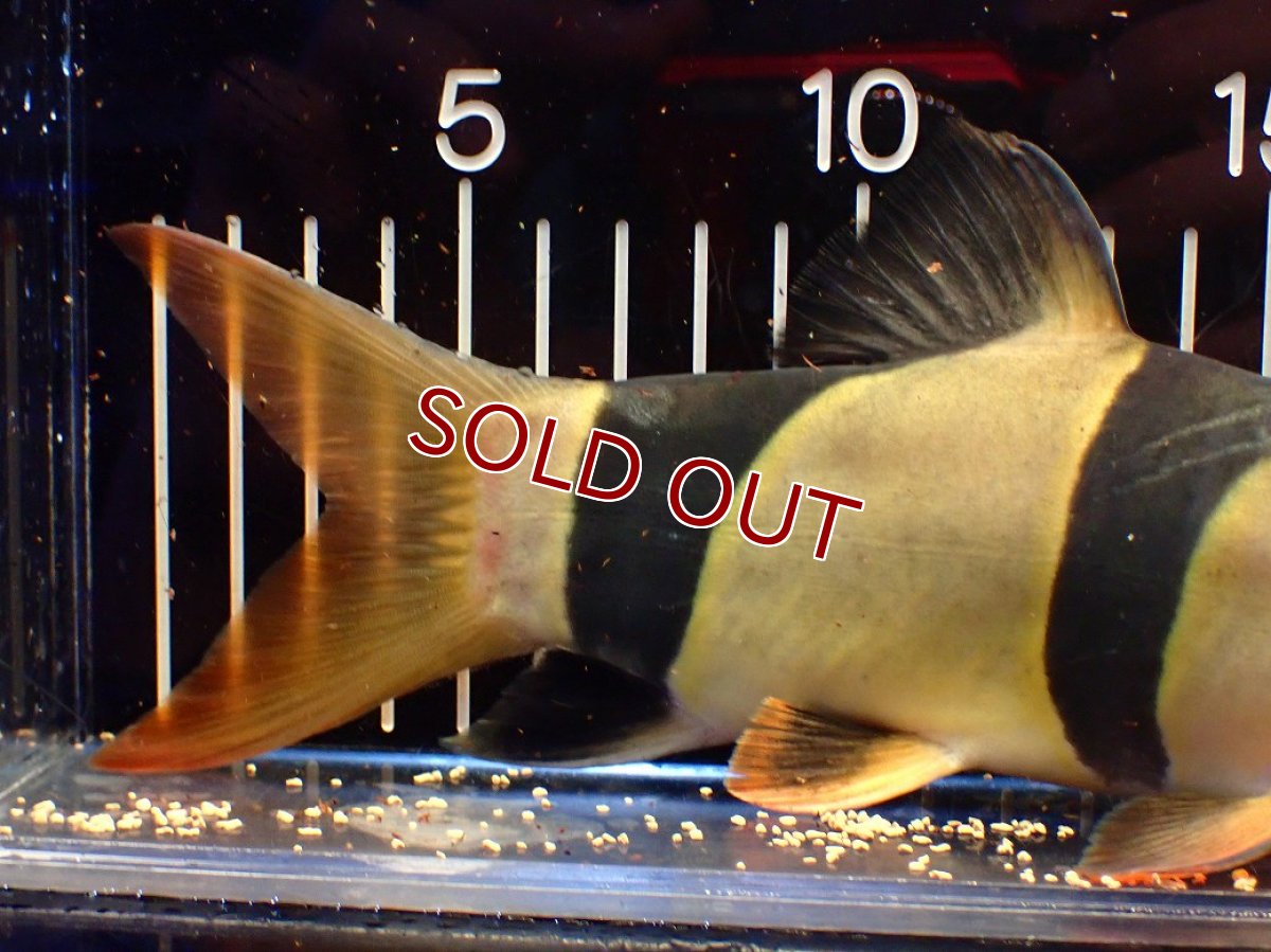 画像4: 【10%OFF対象商品30周年セール】【淡水魚】【通販】今回限定爆安 激レアサイズ 特大 No2 クラウンローチ【個体販売】(±21cm)(大型魚)(生体)(熱帯魚)NKO (4)