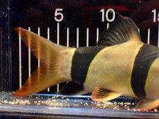 画像4: 【淡水魚】【通販】激レアサイズ 特大 No2 クラウンローチ【個体販売】(±21cm)(大型魚)(生体)(熱帯魚)NKO (4)