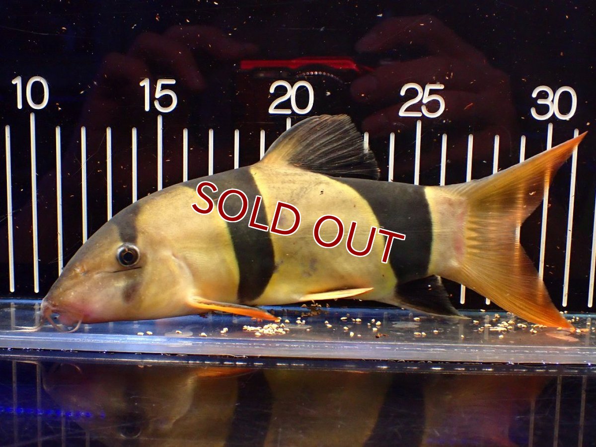 画像5: 【10%OFF対象商品30周年セール】【淡水魚】【通販】今回限定爆安 激レアサイズ 特大 No2 クラウンローチ【個体販売】(±21cm)(大型魚)(生体)(熱帯魚)NKO (5)