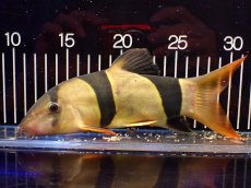 画像5: 【淡水魚】【通販】激レアサイズ 特大 No2 クラウンローチ【個体販売】(±21cm)(大型魚)(生体)(熱帯魚)NKO (5)