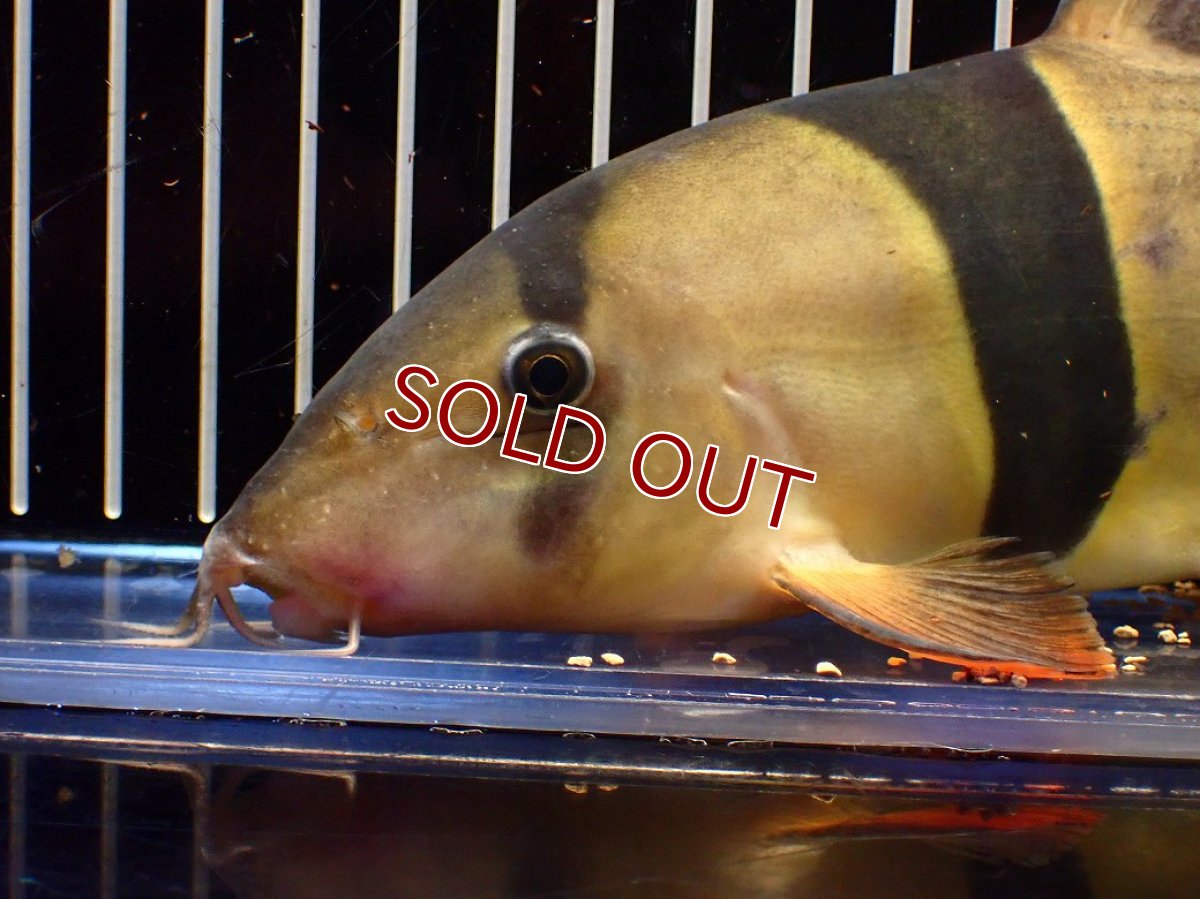 画像6: 【10%OFF対象商品30周年セール】【淡水魚】【通販】今回限定爆安 激レアサイズ 特大 No2 クラウンローチ【個体販売】(±21cm)(大型魚)(生体)(熱帯魚)NKO (6)