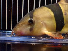 画像6: 【淡水魚】【通販】激レアサイズ 特大 No2 クラウンローチ【個体販売】(±21cm)(大型魚)(生体)(熱帯魚)NKO (6)