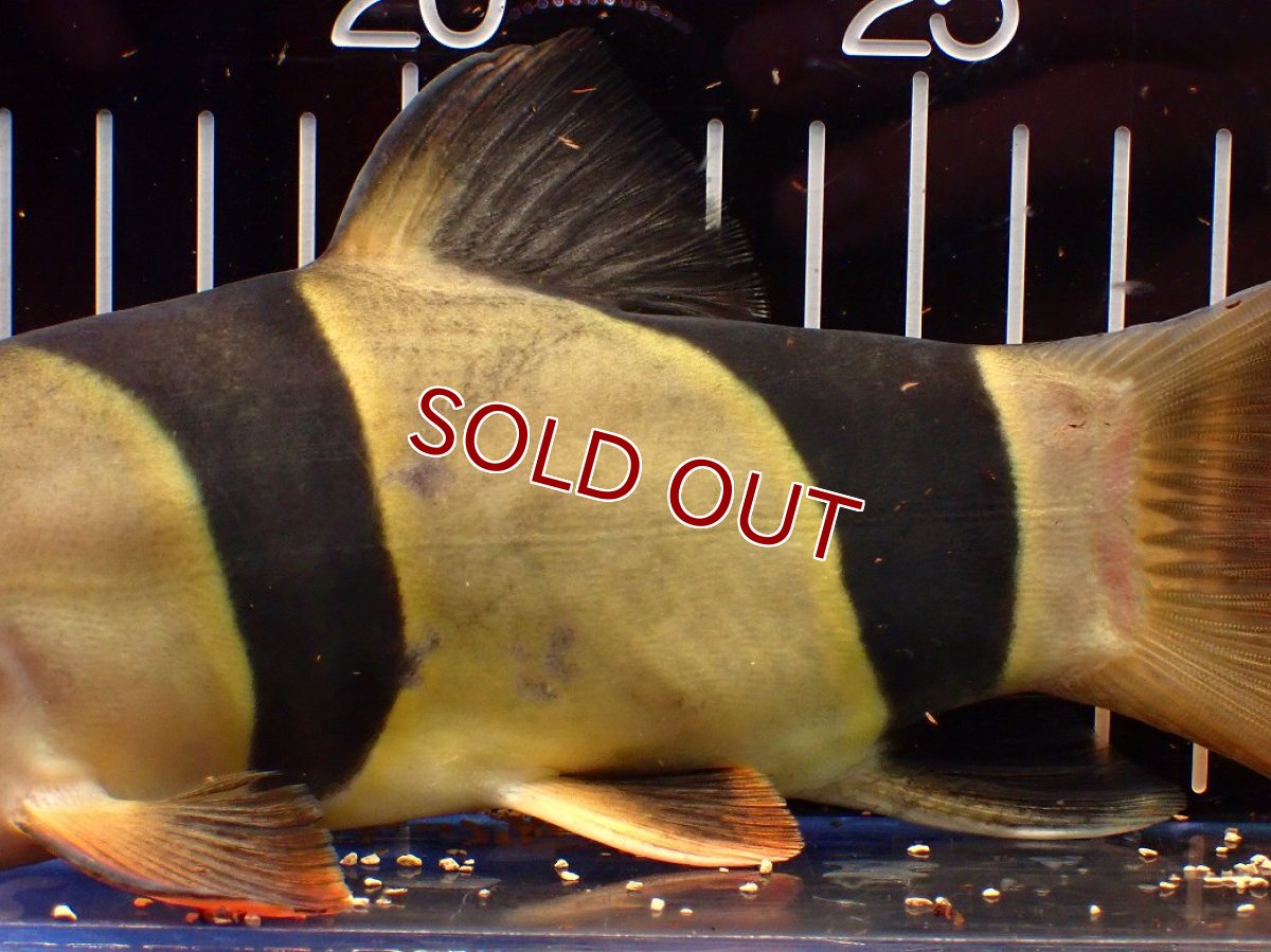 画像7: 【10%OFF対象商品30周年セール】【淡水魚】【通販】今回限定爆安 激レアサイズ 特大 No2 クラウンローチ【個体販売】(±21cm)(大型魚)(生体)(熱帯魚)NKO (7)