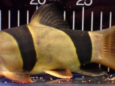 画像7: 【淡水魚】【通販】激レアサイズ 特大 No2 クラウンローチ【個体販売】(±21cm)(大型魚)(生体)(熱帯魚)NKO (7)