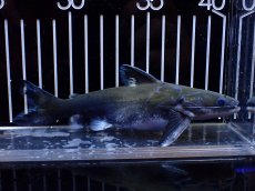 画像1: 【淡水魚】【通販】激レア メガマウスキャット シングー産 ワイルド【個体販売】(±14cm)(大型魚)(生体)(熱帯魚)NKO (1)