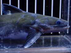 画像2: 【淡水魚】【通販】激レア メガマウスキャット シングー産 ワイルド【個体販売】(±14cm)(大型魚)(生体)(熱帯魚)NKO (2)