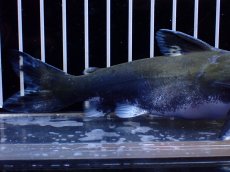 画像3: 【淡水魚】【通販】激レア メガマウスキャット シングー産 ワイルド【個体販売】(±14cm)(大型魚)(生体)(熱帯魚)NKO (3)