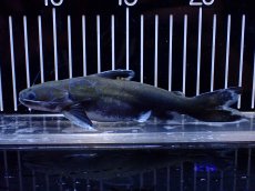 画像4: 【淡水魚】【通販】激レア メガマウスキャット シングー産 ワイルド【個体販売】(±14cm)(大型魚)(生体)(熱帯魚)NKO (4)