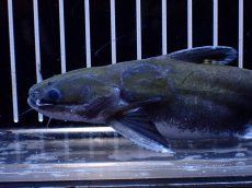 画像5: 【淡水魚】【通販】激レア メガマウスキャット シングー産 ワイルド【個体販売】(±14cm)(大型魚)(生体)(熱帯魚)NKO (5)