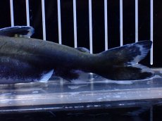 画像6: 【淡水魚】【通販】激レア メガマウスキャット シングー産 ワイルド【個体販売】(±14cm)(大型魚)(生体)(熱帯魚)NKO (6)