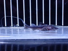 画像1: 【淡水魚】【通販】ピライーバ ペルー産 ワイルド【個体販売】(±5cm)(大型魚)(生体)(熱帯魚)NKO (1)