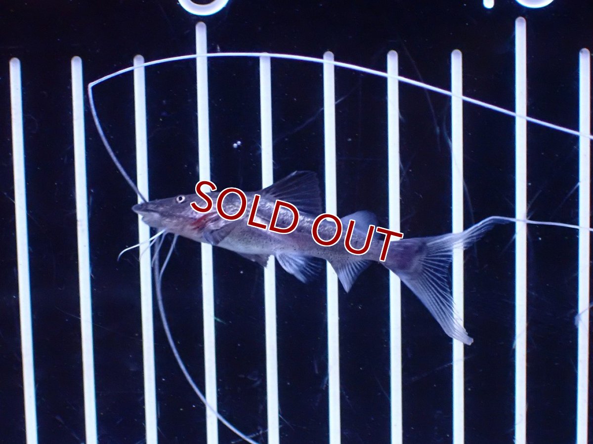 画像2: 【淡水魚】【通販】ピライーバ ペルー産 ワイルド【個体販売】(±5cm)(大型魚)(生体)(熱帯魚)NKO (2)