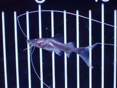 画像2: 【淡水魚】【通販】ピライーバ ペルー産 ワイルド【個体販売】(±5cm)(大型魚)(生体)(熱帯魚)NKO (2)