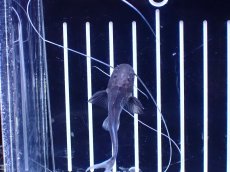 画像3: 【淡水魚】【通販】ピライーバ ペルー産 ワイルド【個体販売】(±5cm)(大型魚)(生体)(熱帯魚)NKO (3)