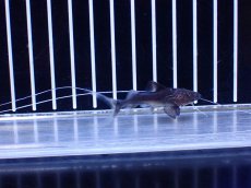 画像4: 【淡水魚】【通販】ピライーバ ペルー産 ワイルド【個体販売】(±5cm)(大型魚)(生体)(熱帯魚)NKO (4)