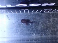 画像5: 【淡水魚】【通販】ピライーバ ペルー産 ワイルド【個体販売】(±5cm)(大型魚)(生体)(熱帯魚)NKO (5)