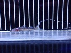 画像1: 【淡水魚】【通販】ドラドキャット【個体販売】(±6cm)(大型魚)(生体)(熱帯魚)NKO (1)