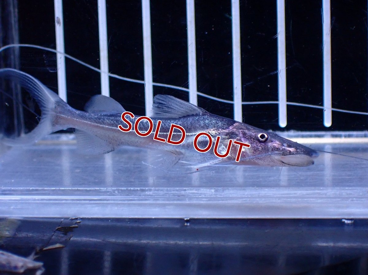 画像2: 【淡水魚】【通販】ドラドキャット【個体販売】(±6cm)(大型魚)(生体)(熱帯魚)NKO (2)