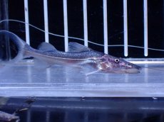 画像2: 【淡水魚】【通販】ドラドキャット【個体販売】(±6cm)(大型魚)(生体)(熱帯魚)NKO (2)