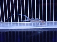 画像3: 【淡水魚】【通販】ドラドキャット【個体販売】(±6cm)(大型魚)(生体)(熱帯魚)NKO (3)