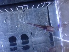 画像4: 【淡水魚】【通販】ドラドキャット【個体販売】(±6cm)(大型魚)(生体)(熱帯魚)NKO (4)