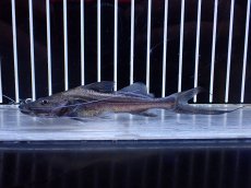 画像1: 【淡水魚】【通販】激レア スリナム共和国 ピラムターバ スリナム産 ワイルド【個体販売】(±11cm)(大型魚)(生体)(熱帯魚)NKO (1)