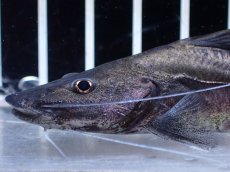 画像2: 【淡水魚】【通販】激レア スリナム共和国 ピラムターバ スリナム産 ワイルド【個体販売】(±11cm)(大型魚)(生体)(熱帯魚)NKO (2)