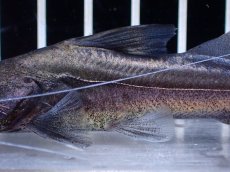 画像3: 【淡水魚】【通販】激レア スリナム共和国 ピラムターバ スリナム産 ワイルド【個体販売】(±11cm)(大型魚)(生体)(熱帯魚)NKO (3)