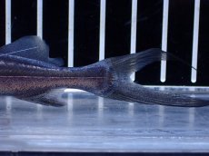 画像4: 【淡水魚】【通販】激レア スリナム共和国 ピラムターバ スリナム産 ワイルド【個体販売】(±11cm)(大型魚)(生体)(熱帯魚)NKO (4)