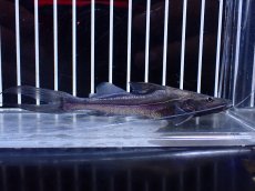 画像5: 【淡水魚】【通販】激レア スリナム共和国 ピラムターバ スリナム産 ワイルド【個体販売】(±11cm)(大型魚)(生体)(熱帯魚)NKO (5)