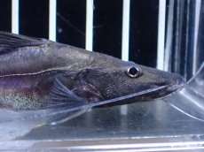 画像6: 【淡水魚】【通販】激レア スリナム共和国 ピラムターバ スリナム産 ワイルド【個体販売】(±11cm)(大型魚)(生体)(熱帯魚)NKO (6)