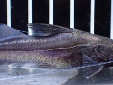 画像7: 【淡水魚】【通販】激レア スリナム共和国 ピラムターバ スリナム産 ワイルド【個体販売】(±11cm)(大型魚)(生体)(熱帯魚)NKO (7)