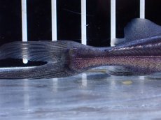 画像8: 【淡水魚】【通販】激レア スリナム共和国 ピラムターバ スリナム産 ワイルド【個体販売】(±11cm)(大型魚)(生体)(熱帯魚)NKO (8)