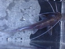 画像9: 【淡水魚】【通販】激レア スリナム共和国 ピラムターバ スリナム産 ワイルド【個体販売】(±11cm)(大型魚)(生体)(熱帯魚)NKO (9)