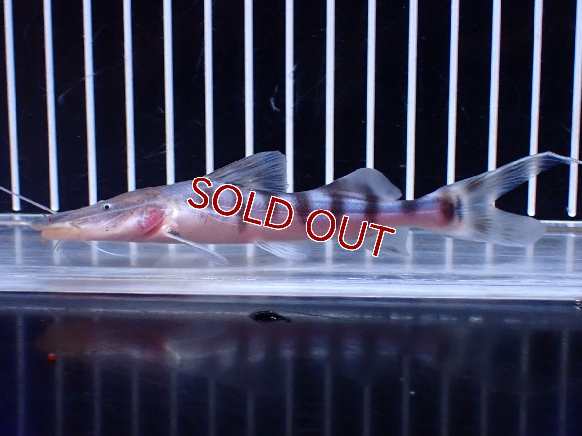 画像1: 【淡水魚】【通販】No1 美種 ゼブラキャット ペルー産 ワイルド【個体販売】(±11cm)(大型魚)(生体)(熱帯魚)NKO (1)