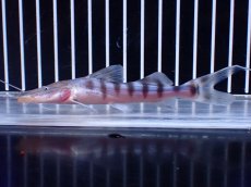 画像1: 【淡水魚】【通販】No1 美種 ゼブラキャット ペルー産 ワイルド【個体販売】(±11cm)(大型魚)(生体)(熱帯魚)NKO (1)