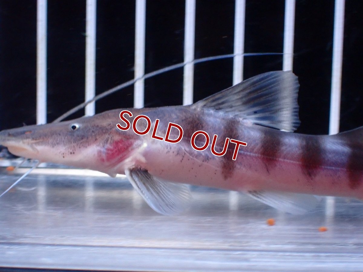 画像2: 【淡水魚】【通販】No1 美種 ゼブラキャット ペルー産 ワイルド【個体販売】(±11cm)(大型魚)(生体)(熱帯魚)NKO (2)