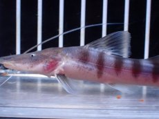 画像2: 【淡水魚】【通販】No1 美種 ゼブラキャット ペルー産 ワイルド【個体販売】(±11cm)(大型魚)(生体)(熱帯魚)NKO (2)