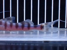 画像3: 【淡水魚】【通販】No1 美種 ゼブラキャット ペルー産 ワイルド【個体販売】(±11cm)(大型魚)(生体)(熱帯魚)NKO (3)