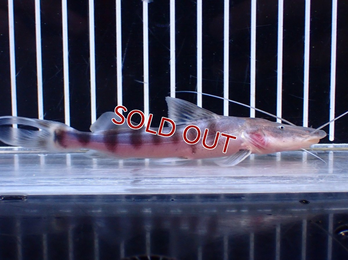 画像4: 【淡水魚】【通販】No1 美種 ゼブラキャット ペルー産 ワイルド【個体販売】(±11cm)(大型魚)(生体)(熱帯魚)NKO (4)
