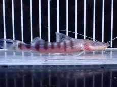 画像4: 【淡水魚】【通販】No1 美種 ゼブラキャット ペルー産 ワイルド【個体販売】(±11cm)(大型魚)(生体)(熱帯魚)NKO (4)