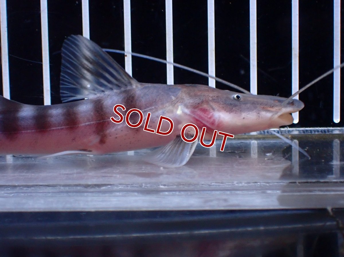 画像5: 【淡水魚】【通販】No1 美種 ゼブラキャット ペルー産 ワイルド【個体販売】(±11cm)(大型魚)(生体)(熱帯魚)NKO (5)