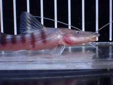 画像5: 【淡水魚】【通販】No1 美種 ゼブラキャット ペルー産 ワイルド【個体販売】(±11cm)(大型魚)(生体)(熱帯魚)NKO (5)
