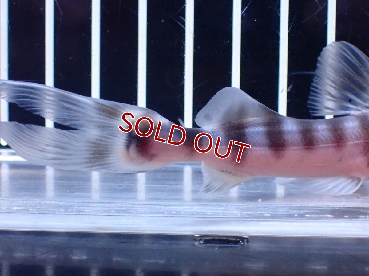 画像6: 【淡水魚】【通販】No1 美種 ゼブラキャット ペルー産 ワイルド【個体販売】(±11cm)(大型魚)(生体)(熱帯魚)NKO (6)