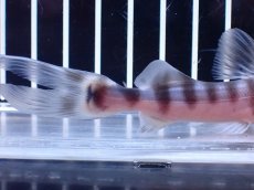 画像6: 【淡水魚】【通販】No1 美種 ゼブラキャット ペルー産 ワイルド【個体販売】(±11cm)(大型魚)(生体)(熱帯魚)NKO (6)