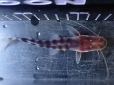 画像7: 【淡水魚】【通販】No1 美種 ゼブラキャット ペルー産 ワイルド【個体販売】(±11cm)(大型魚)(生体)(熱帯魚)NKO (7)