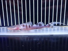 画像1: 【淡水魚】【通販】No2 美種 ゼブラキャット ペルー産 ワイルド【個体販売】(±12cm)(大型魚)(生体)(熱帯魚)NKO (1)