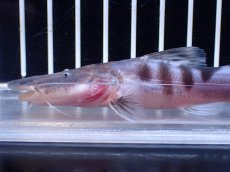 画像2: 【淡水魚】【通販】No2 美種 ゼブラキャット ペルー産 ワイルド【個体販売】(±12cm)(大型魚)(生体)(熱帯魚)NKO (2)