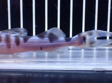 画像3: 【淡水魚】【通販】No2 美種 ゼブラキャット ペルー産 ワイルド【個体販売】(±12cm)(大型魚)(生体)(熱帯魚)NKO (3)
